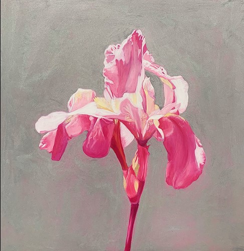 Painting by Wanda Sullivan of an iris in bright pink hues on a gray background. Artwork information: Radioactive Iris, 2024, oil on panel, 16 x 16 inches.