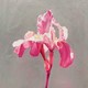 Wanda Sullivan | Garden Anthology