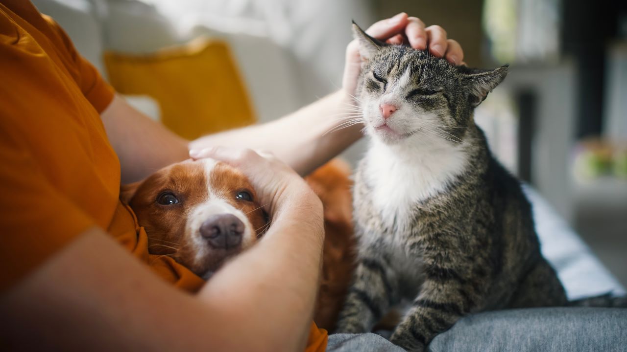 Person petting a dog and cat in a safe location