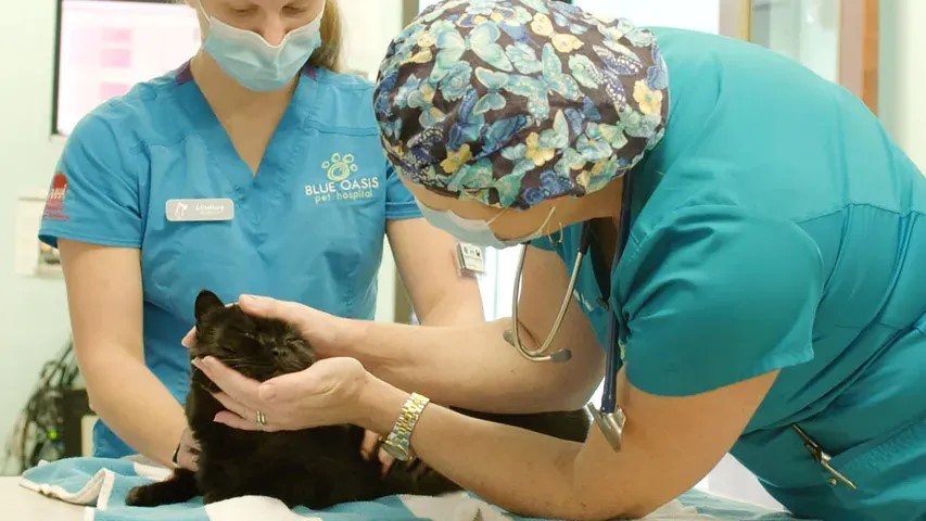 Two veterinary professionals examining a cat