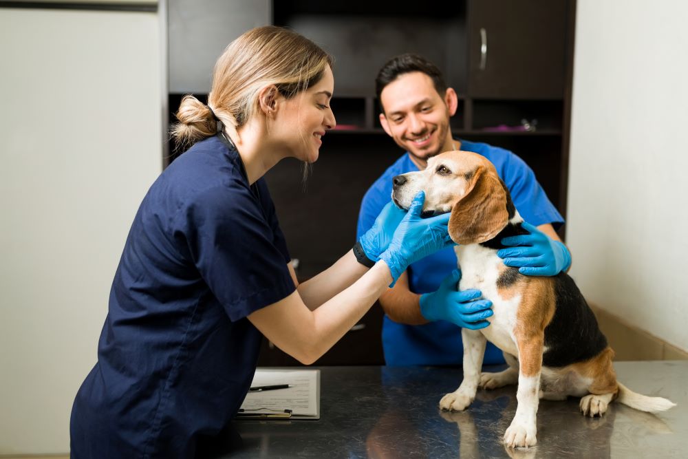 Two veterinary professionals examining a dog