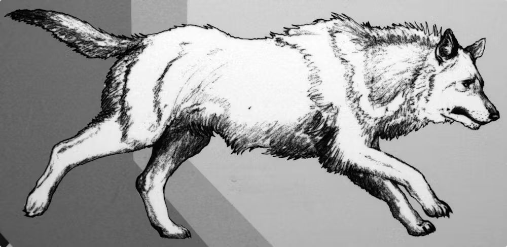 drawing of a dire wolf
