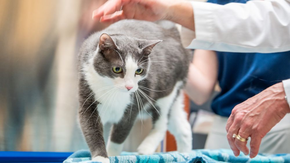 A grey and white cat with green eyes walks on an exam table while being petted by a woman in a white lab coat