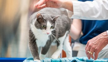 A grey and white cat with green eyes walks on an exam table while being petted by a woman in a white lab coat