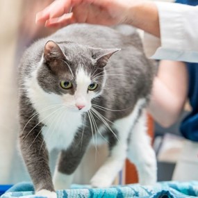 A grey and white cat with green eyes walks on an exam table while being petted by a woman in a white lab coat