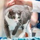 A grey and white cat with green eyes walks on an exam table while being petted by a woman in a white lab coat
