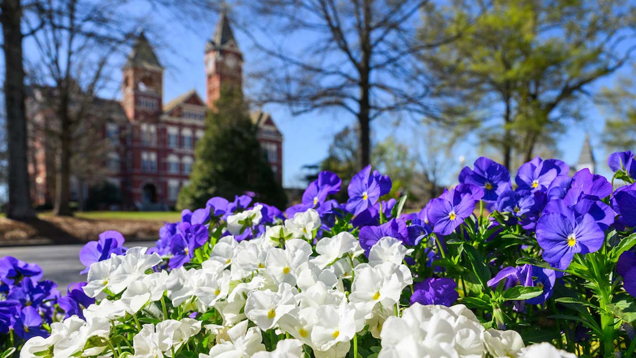 Spring flowers growing in front of Samford Hall