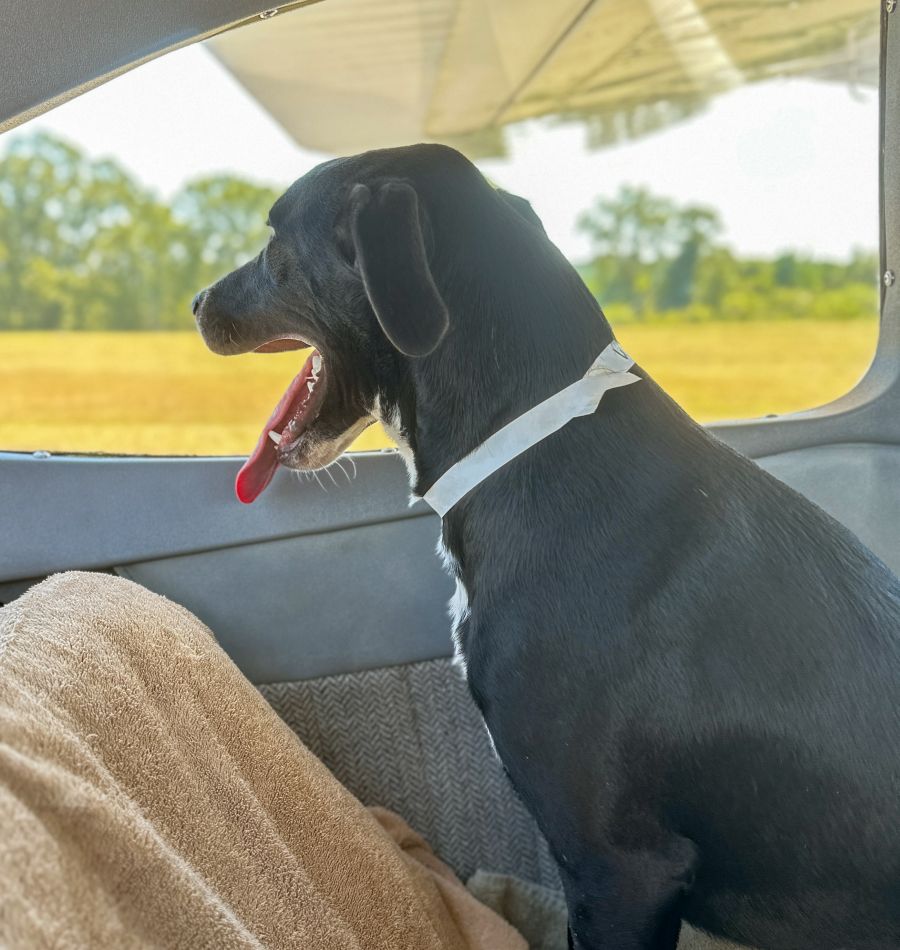 Black dog staring out a window