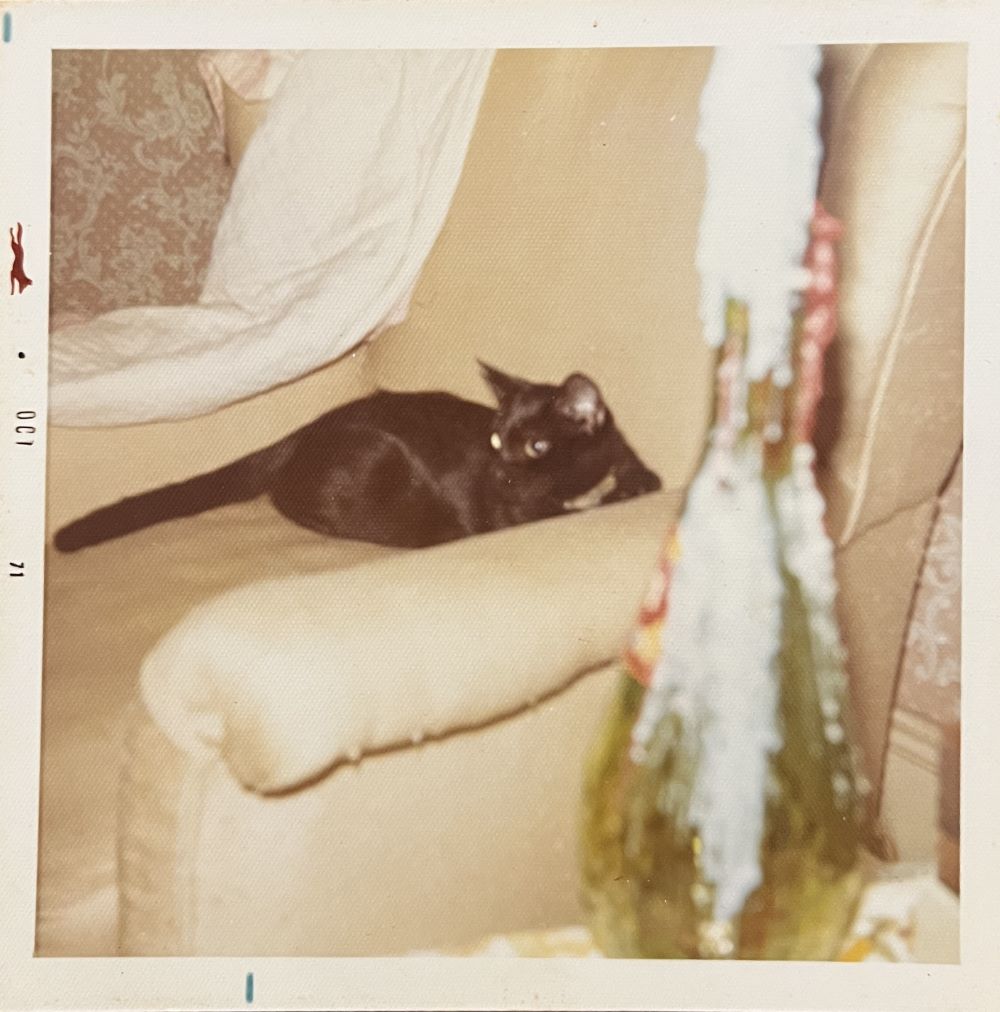 Duncan lounging in a chair at Pebble Hill