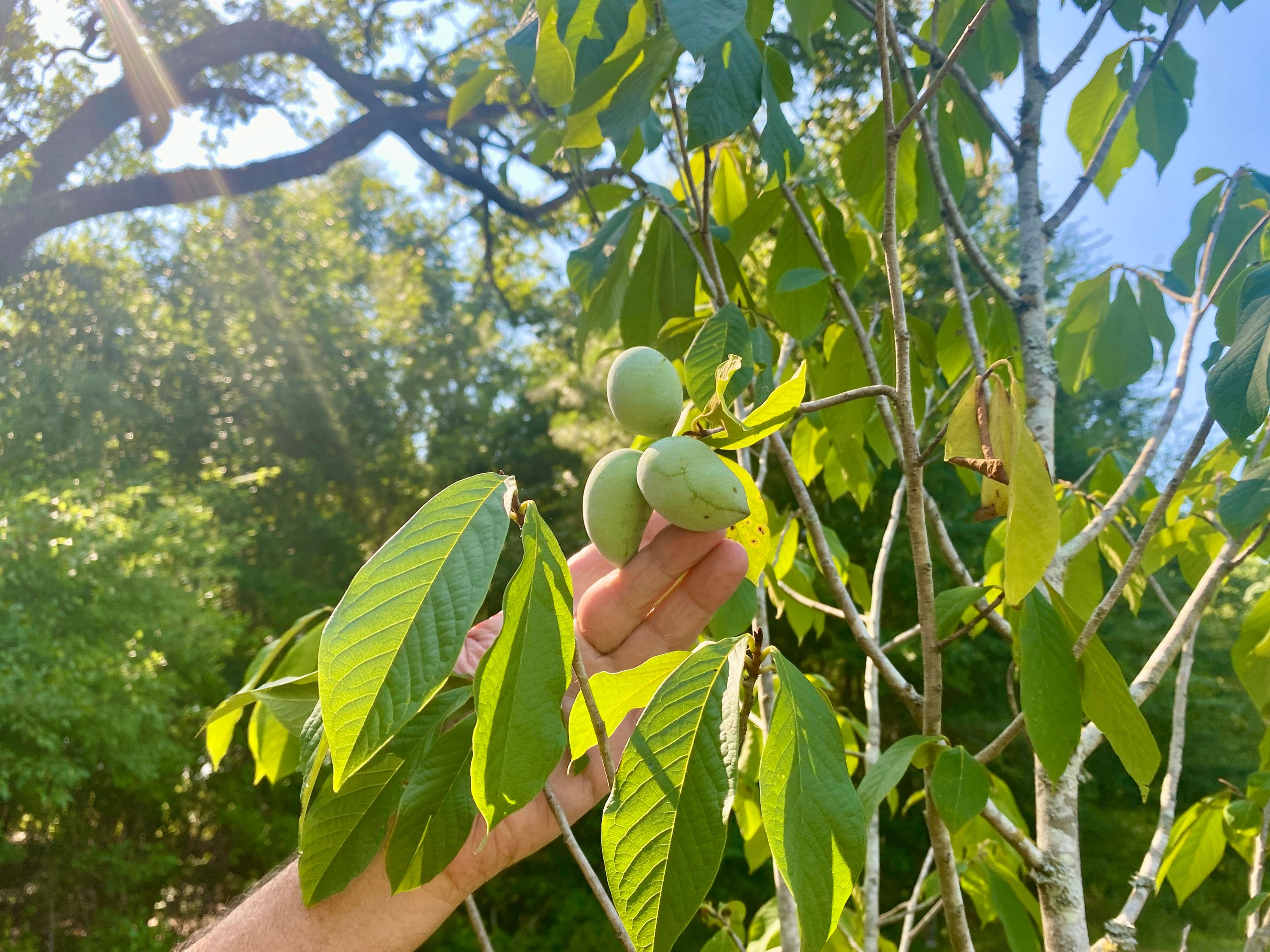 A fruiting tree on Mayim Farm