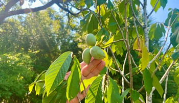 A fruiting tree on Mayim Farm