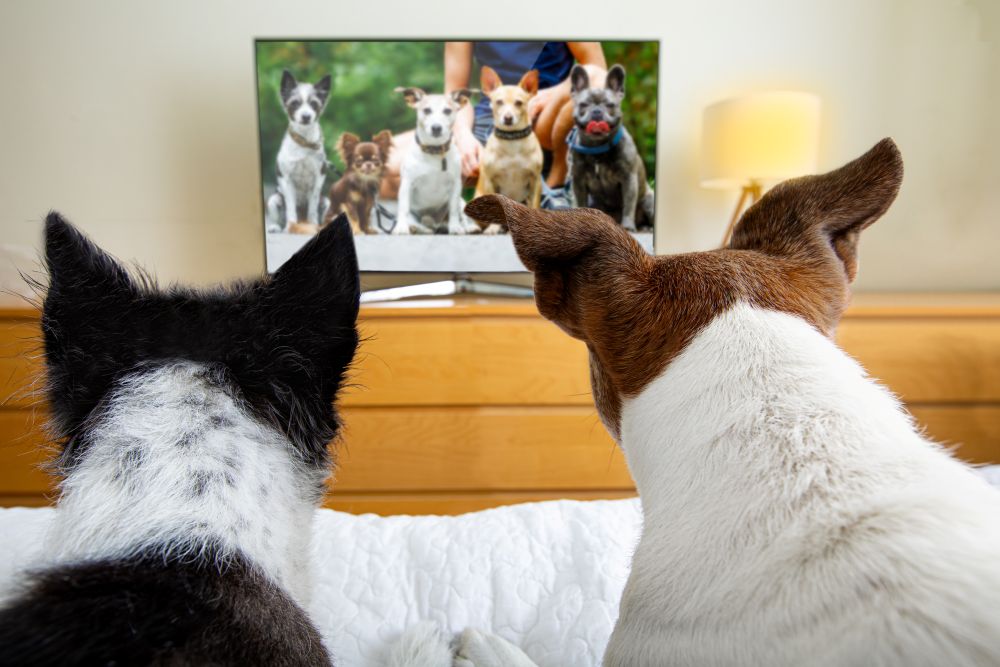 Two dogs watching a group of dogs on television