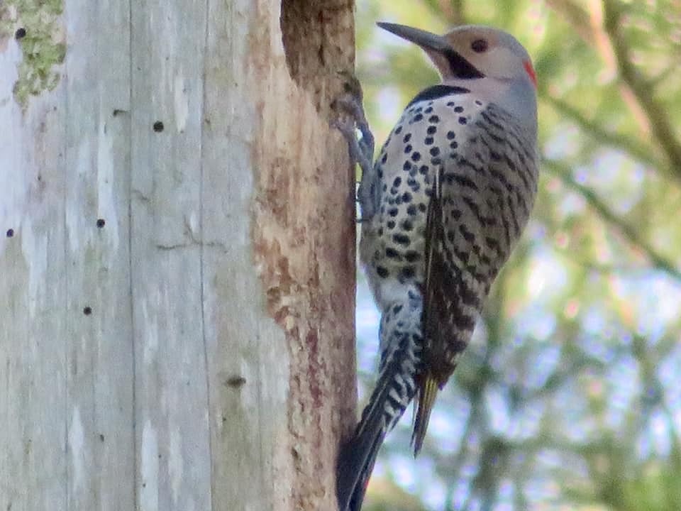 A bird eats insects from a hole in a tree