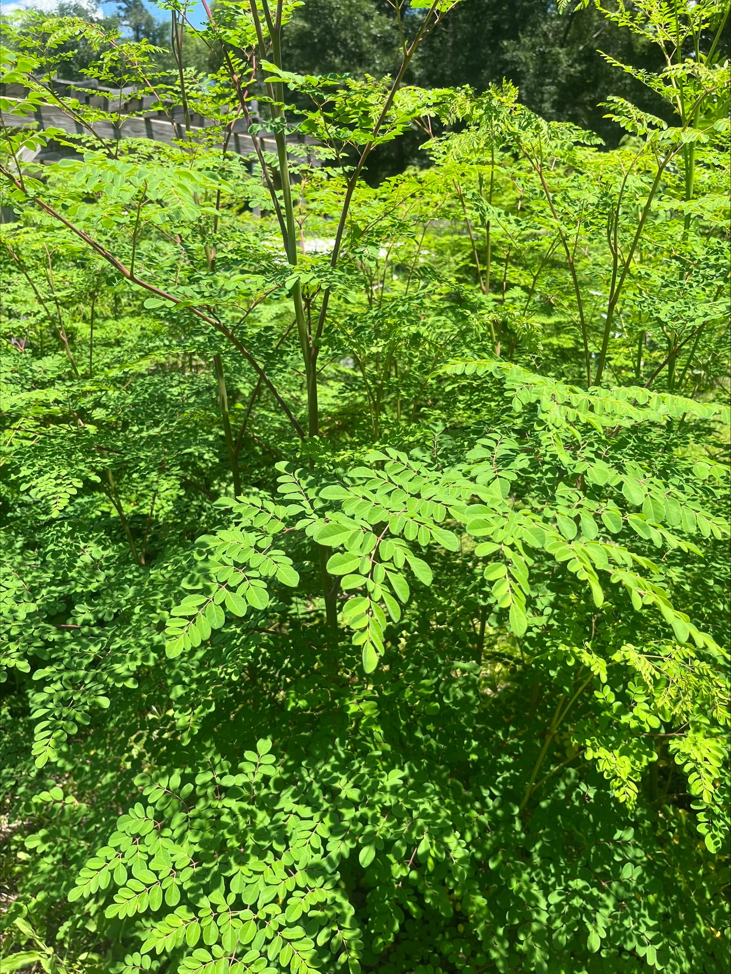 A moringa oleifera tree, also known as the “tree of life”, is one of several medicinal plants the Lolleys grow.