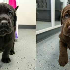 Puppies