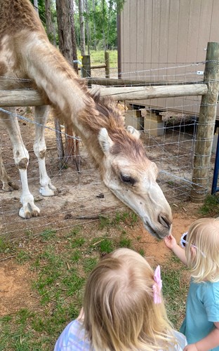 Two preschool girls scratch under the chin of a patient and curious camel